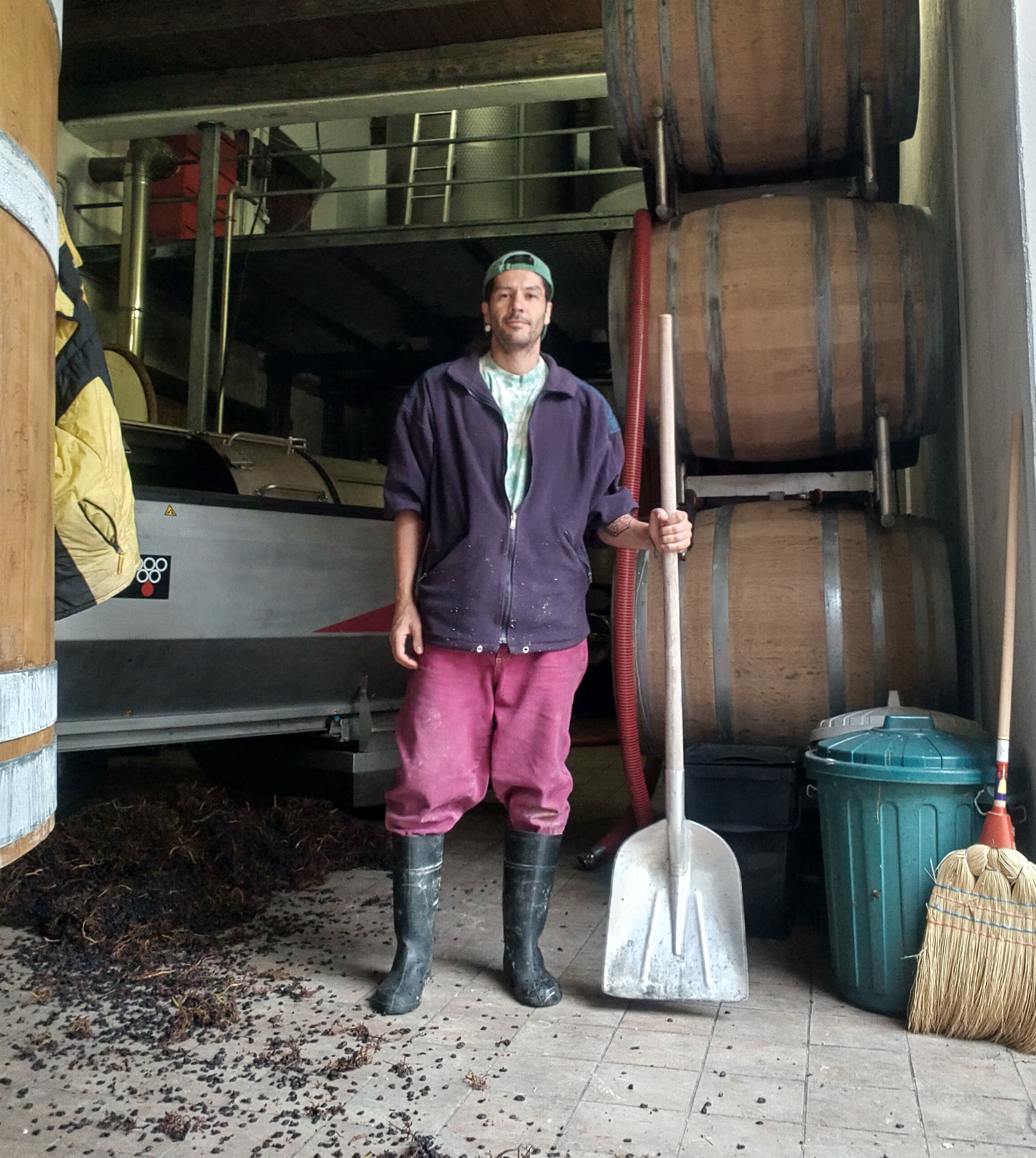 Önder at the harvest, Reichmuth Le Rocche, Dogliani 2024