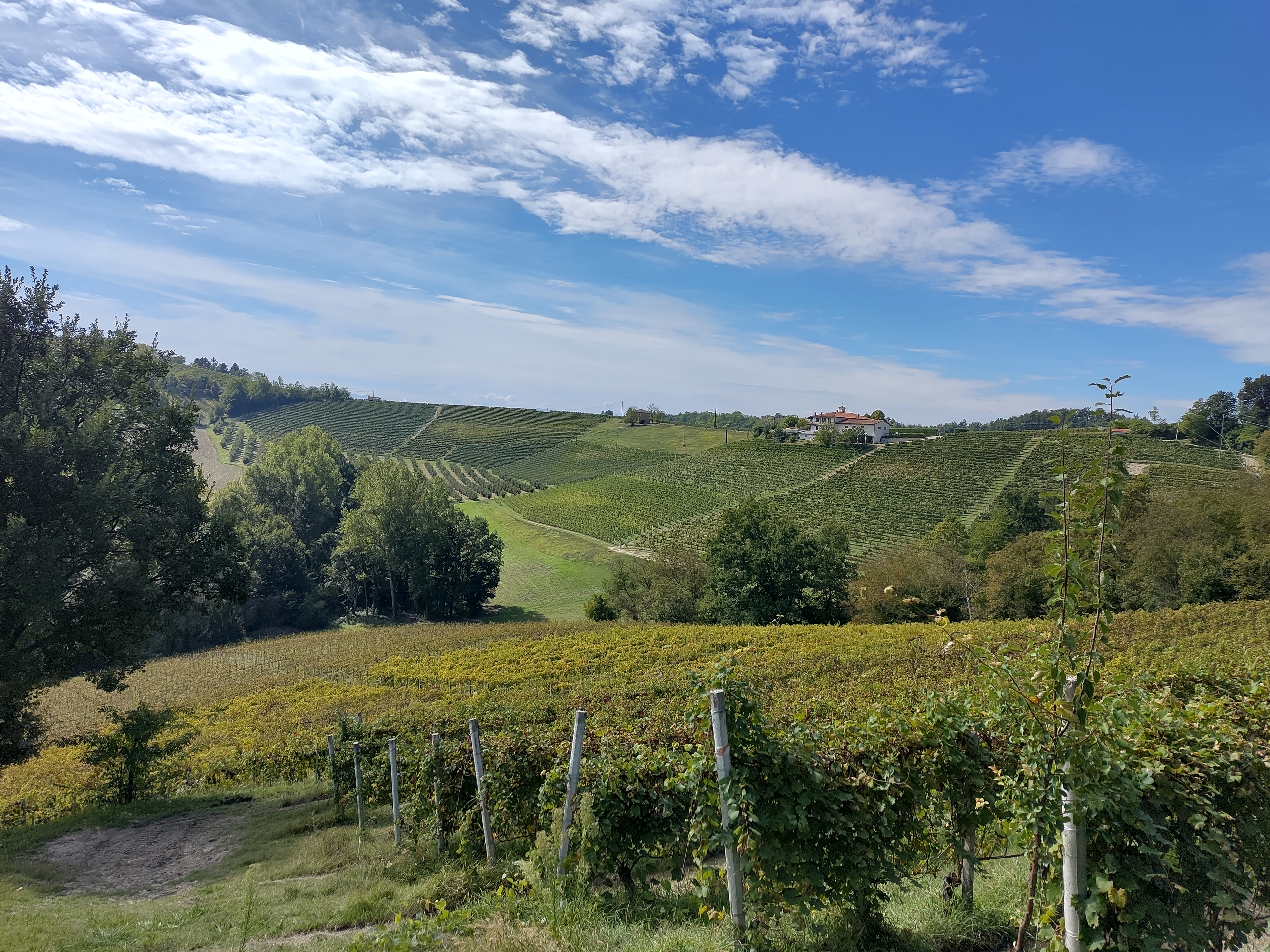The hills of Dogliani, Piemonte
